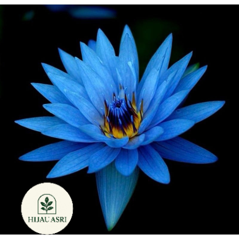 ( BISA COD ) NEW TANAMAN HIAS WIJAYA KUSAMA BLUE BIRU - BUNGA HIAS WIJAYA KUSUMA - WIJAYA KUSUMA BUN