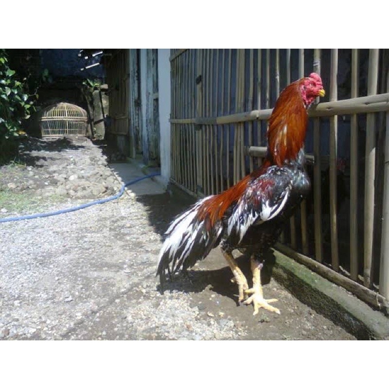 TELUR FERTIL AYAM PETARUNG PAKHOY BOODLINE DURIAN INDUKAN IMPORT Lya_shopp20