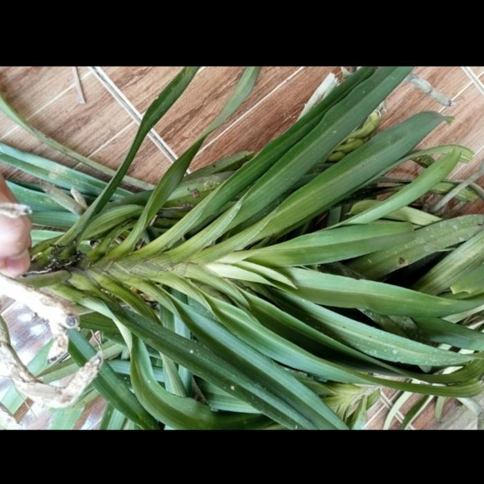 Anggrek ekor tupai jumbo siap berbunga