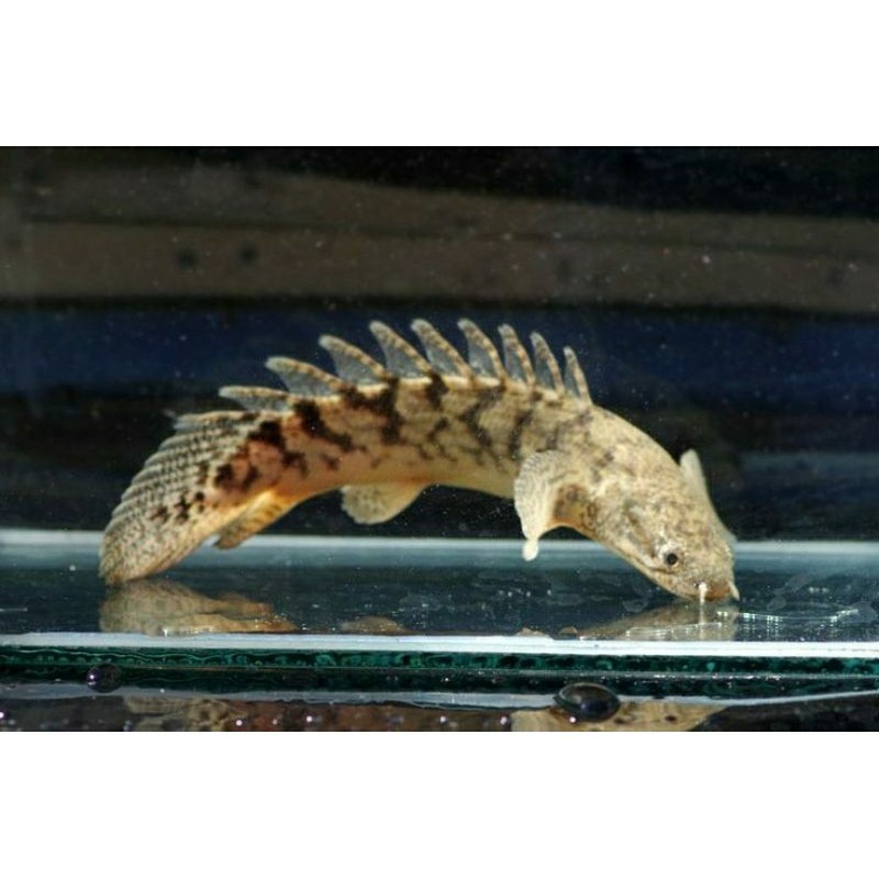 Palmas Endlychery 9-10 cm