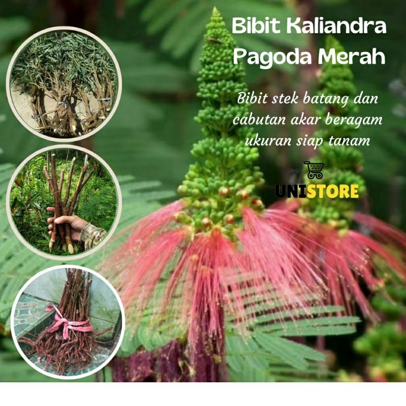 Bibit Tanaman Kaliandra Murah-Bibit Kaliandra Pagoda Merah