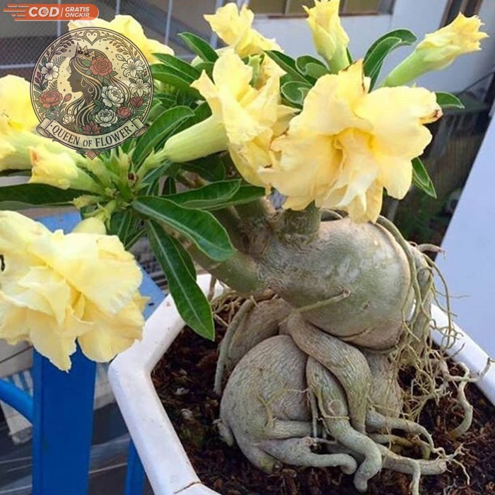 Promo bibit tanaman adenium bunga kuning bonggol besar kamboja jepang bonsai -aglonema indukan rimbu
