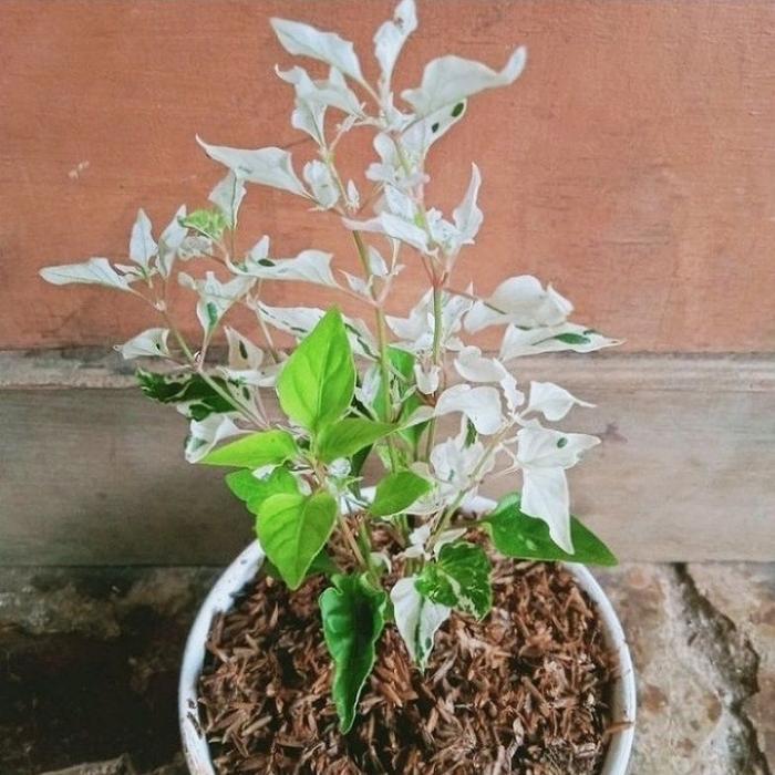Tanaman Hias Krokot Putri Salju Varigata Bunga Hias Krokot Putih Variegata Tanaman Hidup Putry Salju