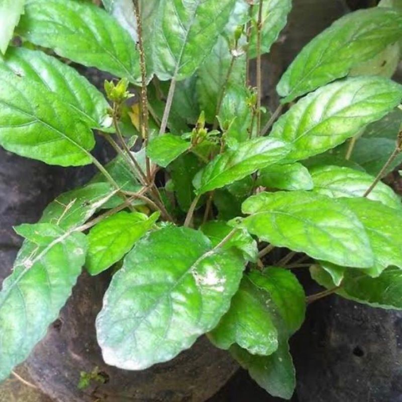 Bibit tanaman herbal gempur batu