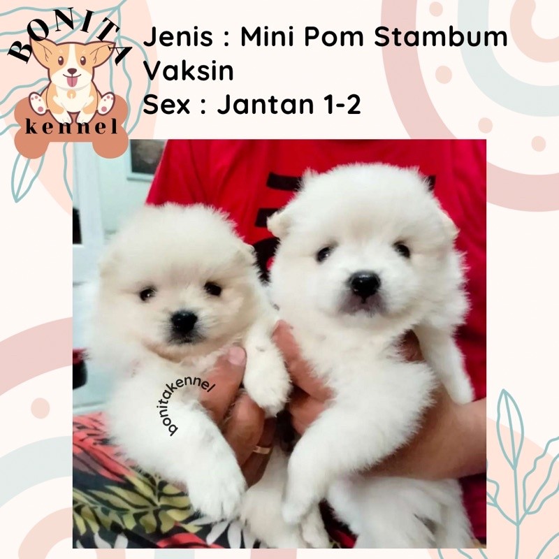 Anakan Anjing Mini Pomeranian Snow White Jantan Minipom