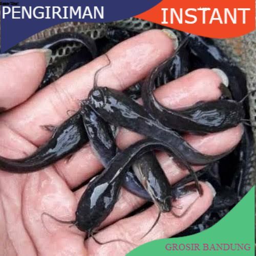 Bibit lele ukuran 8  -  9 cm per 1000 ekor di bandung GROSIR BANDUNG