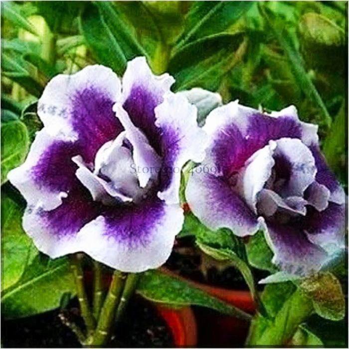 pohon adenium rare purple putih ganda/ tanaman adenium bunga tumpuk