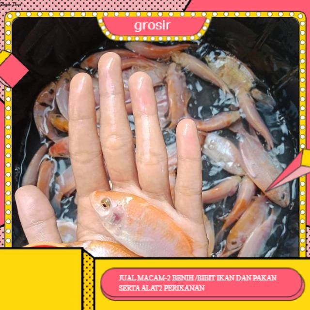 bibit / benih ikan nila merah 3 jari per ekor GROSIR BANDUNG PER EKOR