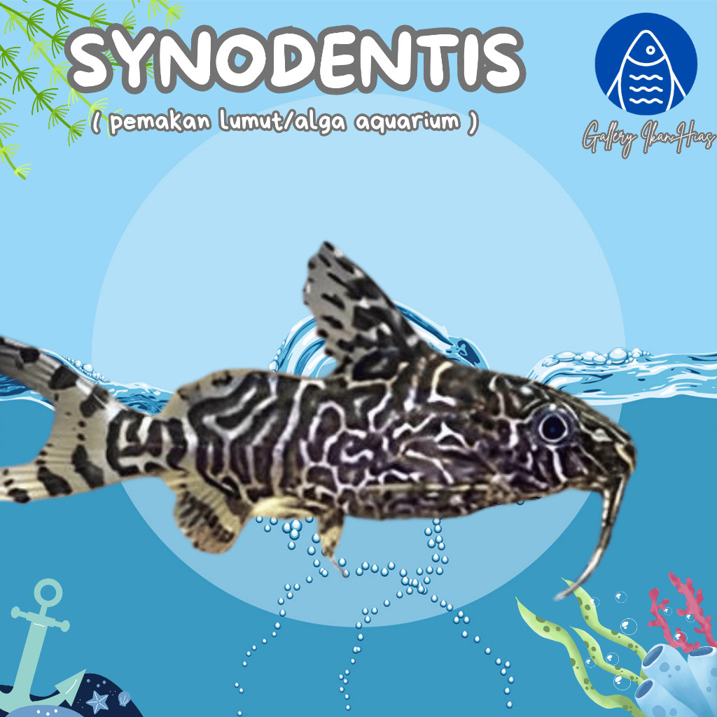 Terlaris ReadyGallery Ikan Hias Sapu Sapu Synodentis Algaeter Pemakan Lumut Aquarium Alga Akuarium