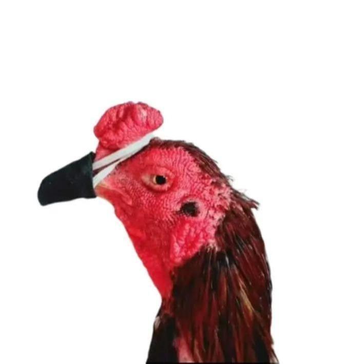 Tutup paruh/cucuk ayam bangkok untuk melindungi paruh ayam segel ayam import