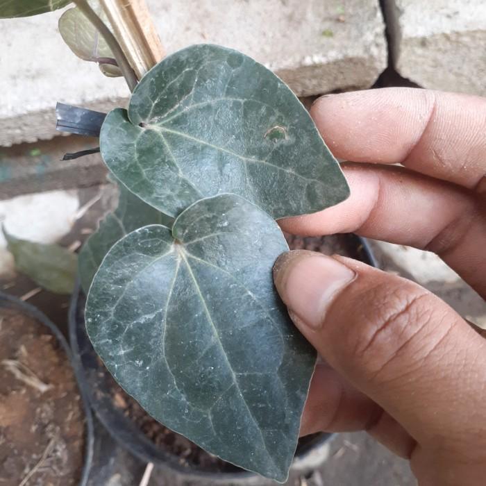 BIBIT TANAMAN SIRIH HITAM HERBAL UNGGUL Bibit Tanaman Super Unggul CV GLAMOUR ID