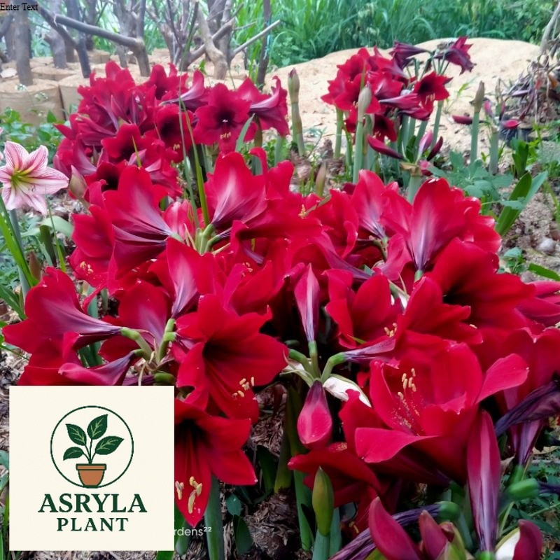 PAKET 2 UMBI BAKUNG AMARILIS BUNGA MERAH-PAKET UMBI AMARILIS