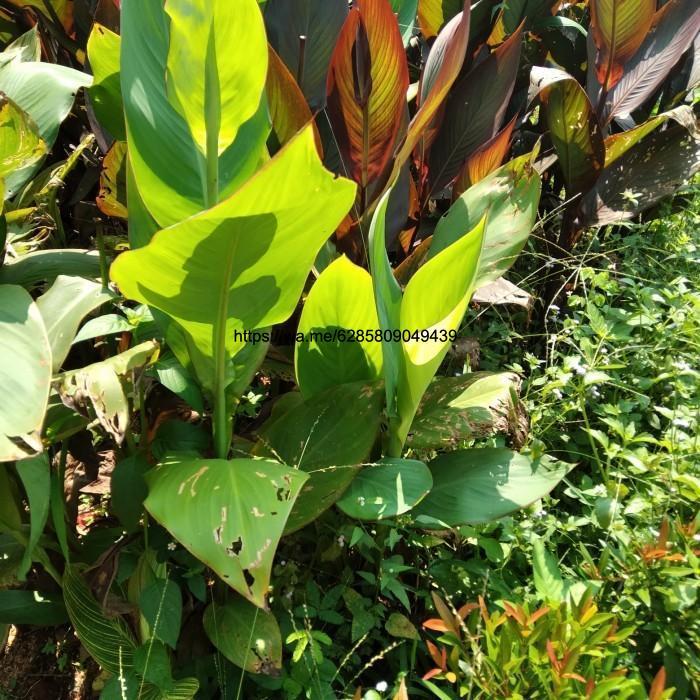 Tanaman hias pohon pisang kana hijau