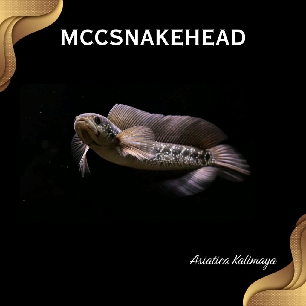 MINIATUR | ASIATICA WHITE SPOT Pure Super Bahan Gondrong | SINGLE TANK - BEST SORTIRAN | Snakehead -