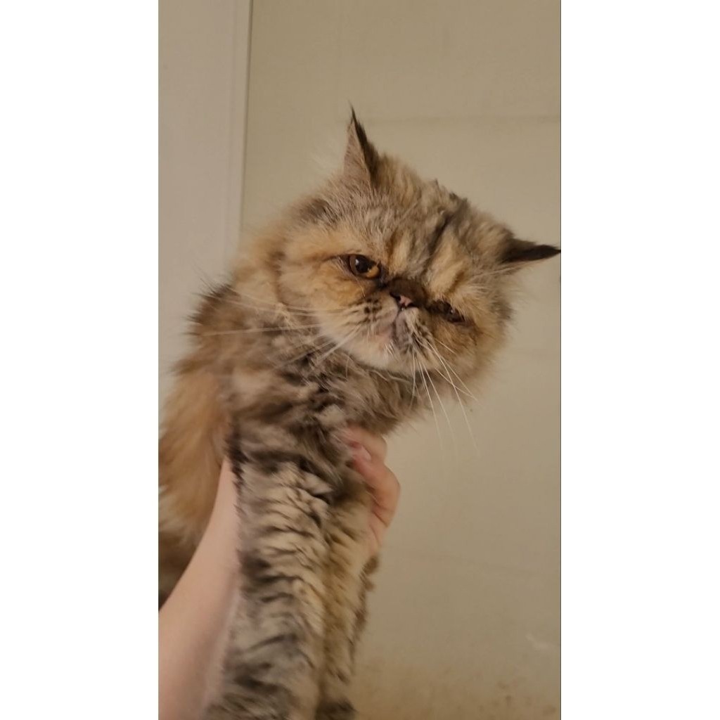 (INSTANT) KUCING PERSIA PEAKNOSE BETINA 3 TAHUN