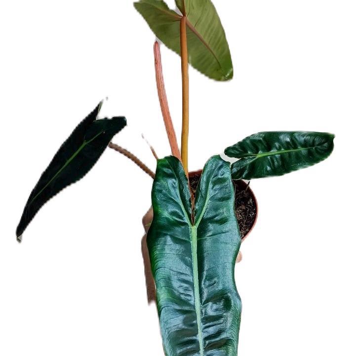 Tanaman hias philodendron Bilitiae kabel busi - Kabel busi original - Tanaman hias philodendron