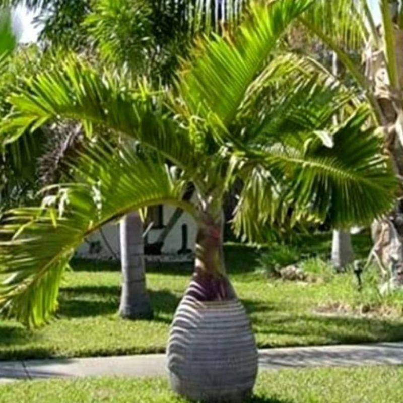 tanaman palem botol pohon palem botol merah pohon palm botol (007)