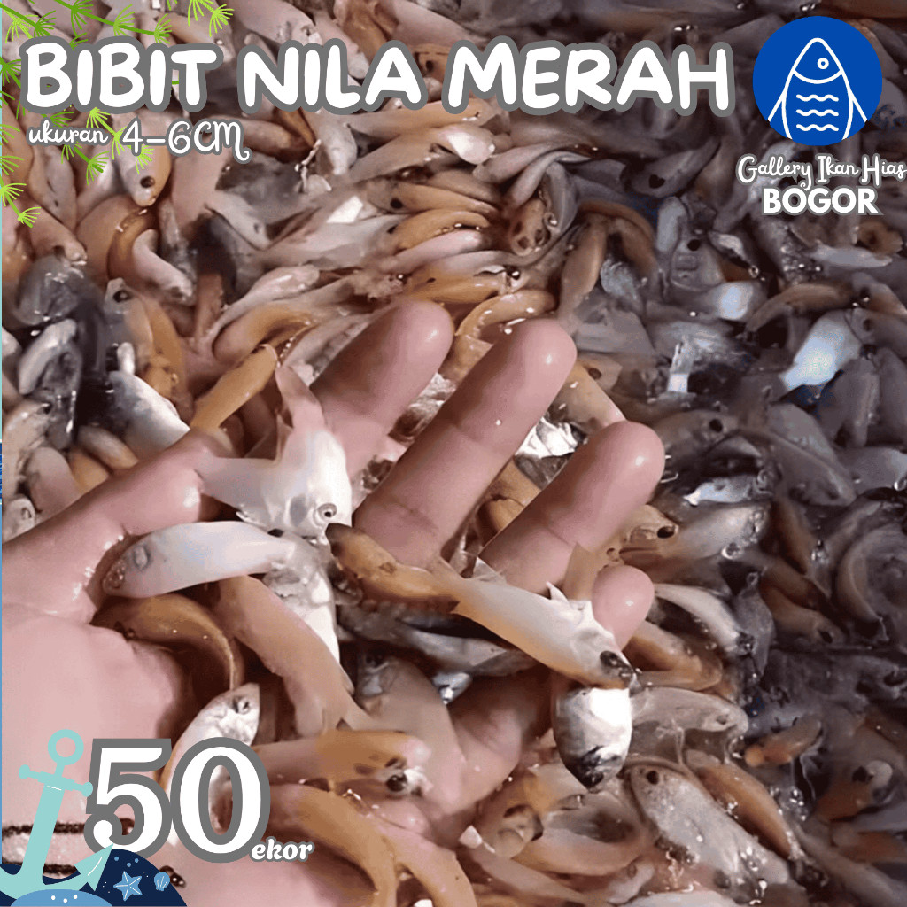 Terlaris Ready(Langsung Dari Petani) Paket 50ekor Bibit Ikan Nila Merah  Bogor Depok 4-5Cm (1 Jari)