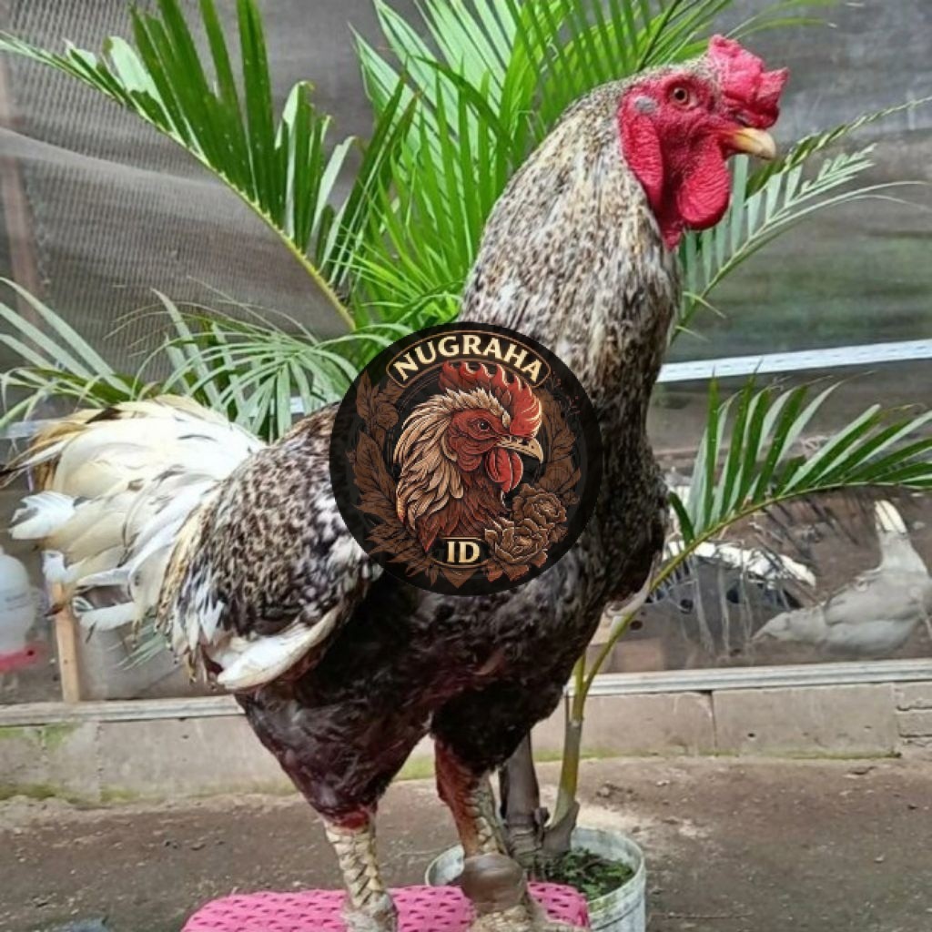 Telur Ayam Gorila Jumbo Fertil Untuk Ditetaskan | Telur Ayam Gorilla Fertil NUGRAHA ID