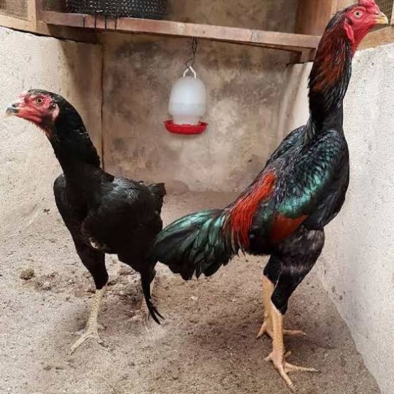 Paket hemat 3 Telur Ayam Khoytrad/Telur Ayam Koytrad Fertil siap untuk ditetaskan Lya_shopp20