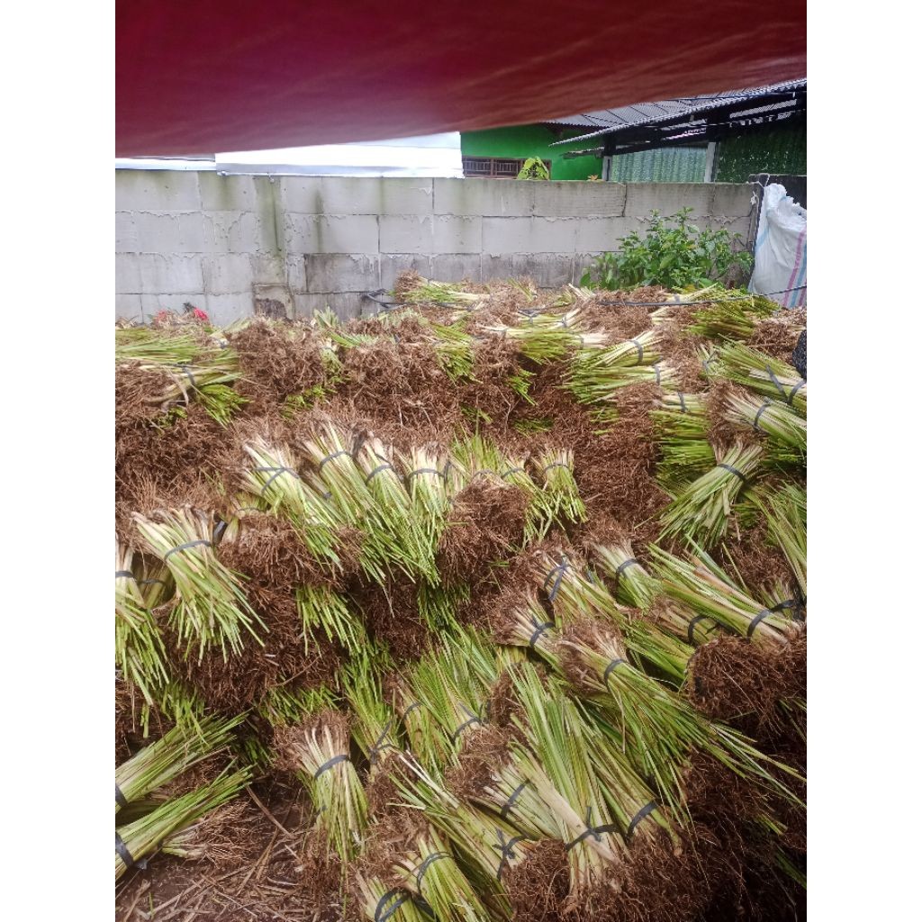 Pusat Rumput Vetiver Perbatang Bibit Rumput Vetiver Akar Wangi Tanaman Rumput Vetiver Rumput Vetiver