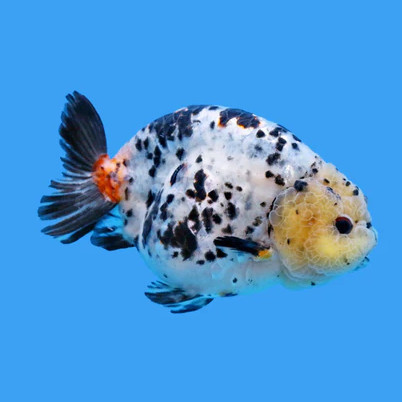 Mini Cow / Ranchu Sapi Jumbo / Sapi Air / Ranchu Jumbo Sapi Calico 8-9 cm GradeA super grade bisa co