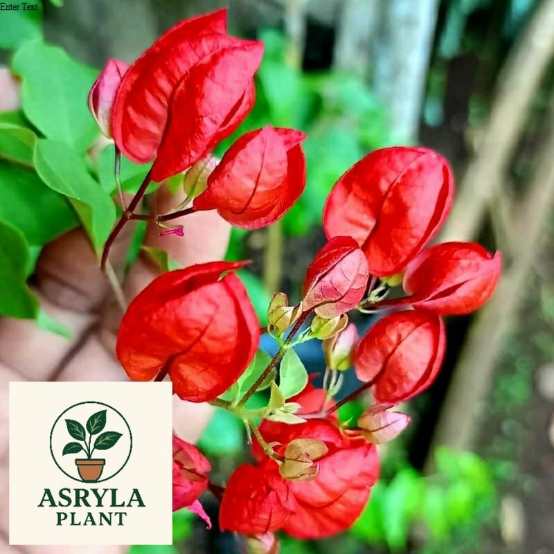 (NEW) PROMOMURAH Bunga Bougenville Anggur Red Chili