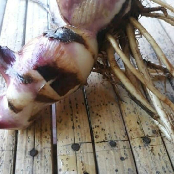 Bibit umbi ganyong bertunas - bibit unggul  Raja.Bonggol