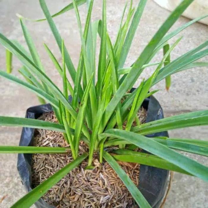 Tanaman Hias Bunga Sedap Malam Bunga Hias Sedap Malam Bibit Tanaman Hidup Bunga Pengantin Sedap Male