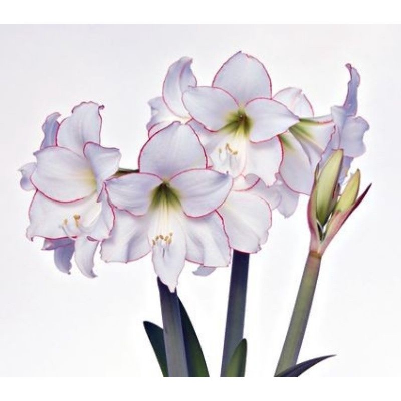 TANAMAN TERAS HIJAU - Tanaman hias Bakung amarilis bunga putih strip merah / amarilis bakung bunga