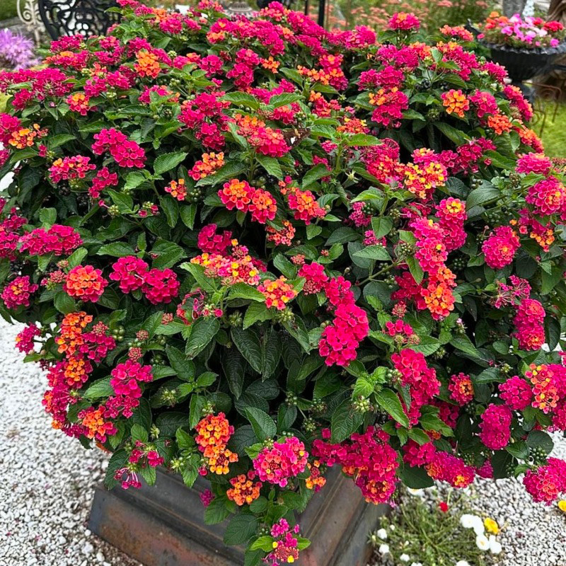 Tanaman Hias Bunga Lantana - Bibit Pohon Bunga Lantana - tanaman hias lantana Sailara tembelekan