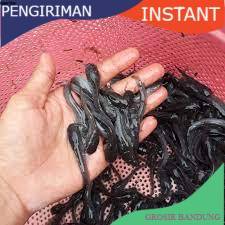 Bibit lele ukuran 5 - 6 cm per 500 ekor di bandung GROSIR BANDUNG
