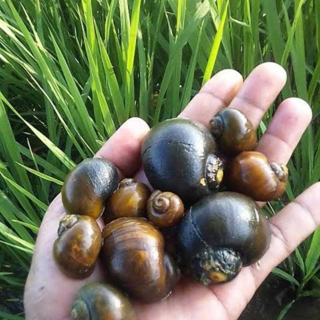 Tutut Sawah Segar Hidup 500gram Fresh