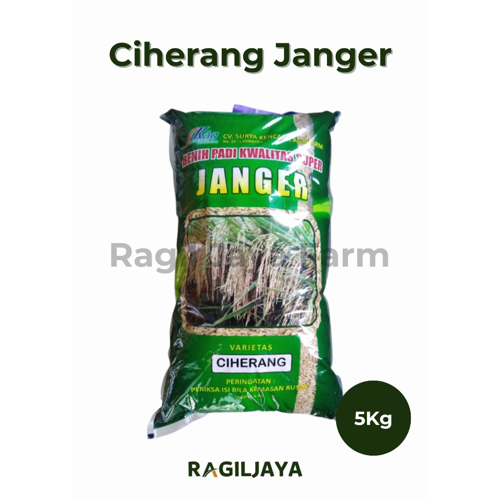 Benih Padi Ciherang Janger - 5Kg