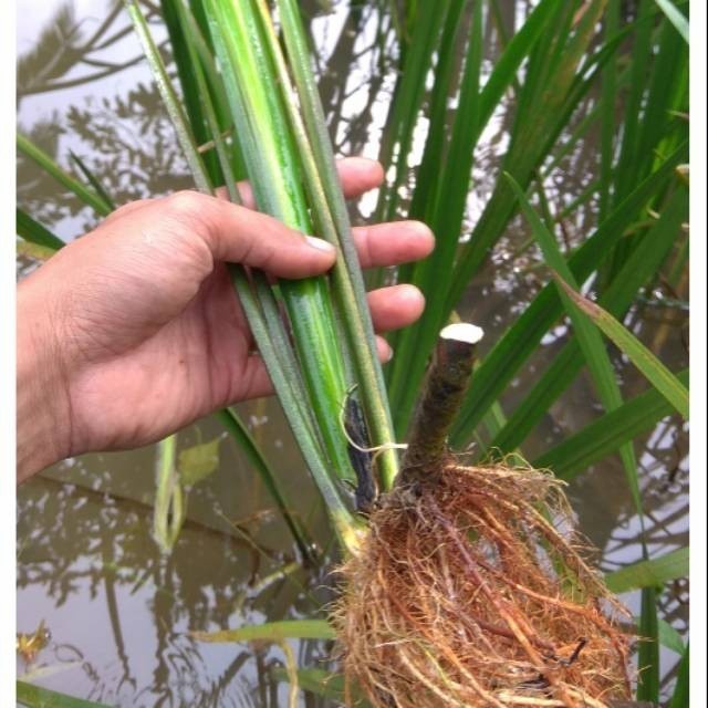 Daun dlingau segar dlingo jeringau jaringao/tanman Dlingo/pcs