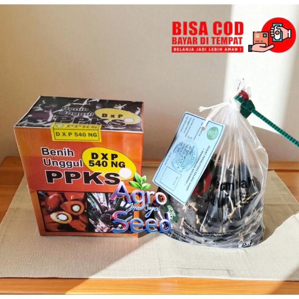 Bibit Benih Kecambah Sawit DxP PPKS 540 Ng