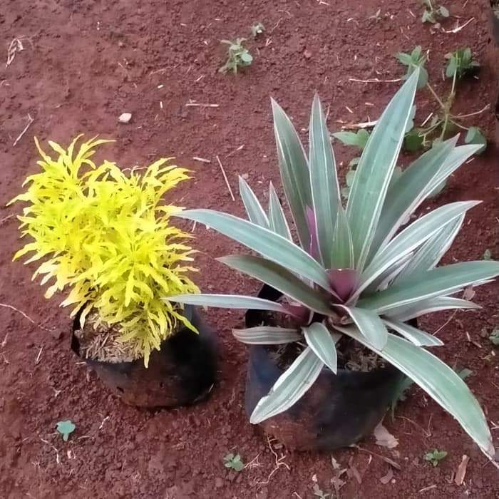Paket Promo Tanaman Hias Brokoli Kuning & Adam Hawa Variegata (B.H.F.13)