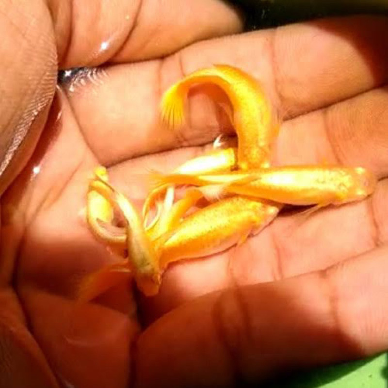 PAIR Sepasang guppy ALBINO FULL gold SUPER AFG   garansi