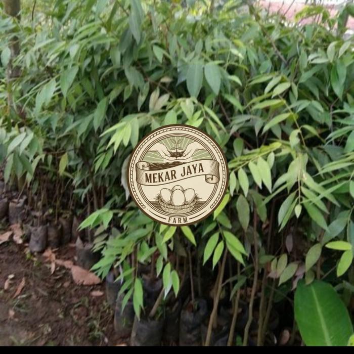 Bibit Unggul Pilihan Berkualitas BIBIT POHON NAGASARI LANGKA/ BIBIT KAYU NAGASARI/TANAMAN NAGASARI M