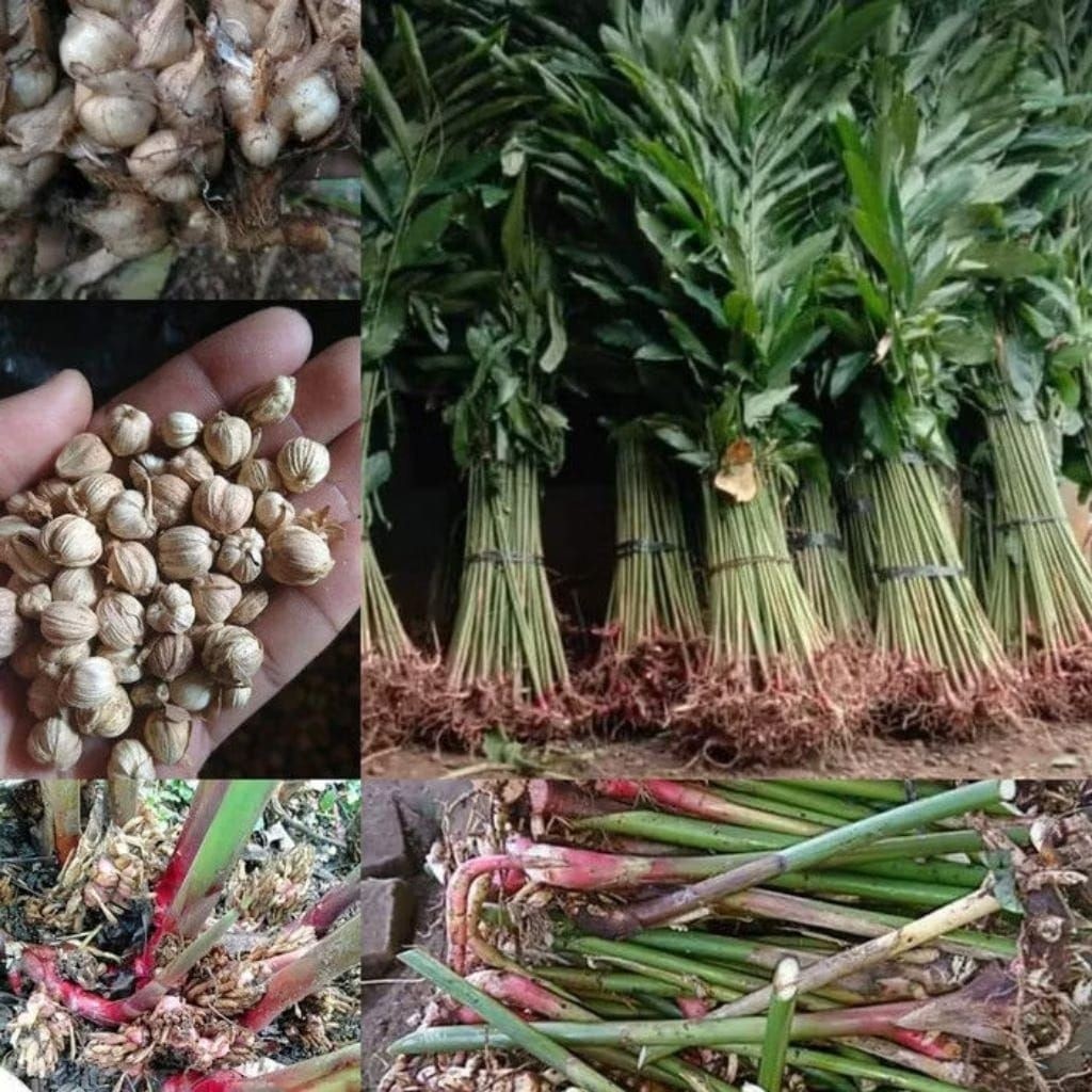 Bibit Kapulaga Hibrida / Kapulaga Hijau / Bibit Kapulaga Hibrida / Bibit Kapulaga unggul ready .