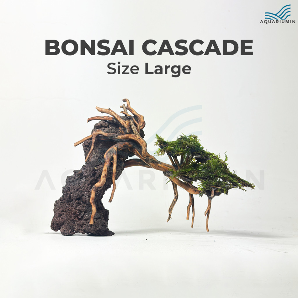 Bonsai Cascade Large / Besar Doyong Untuk Dekorasi Hiasan Aquarium / Aquascape /Terrarium / Paludari