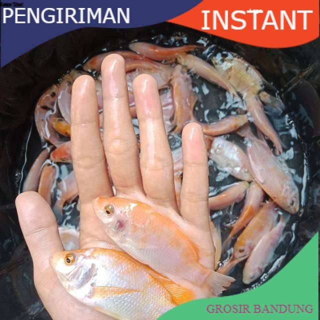 bibit / benih ikan nila merah 3 jari per ekor  GROSIR BANDUNG