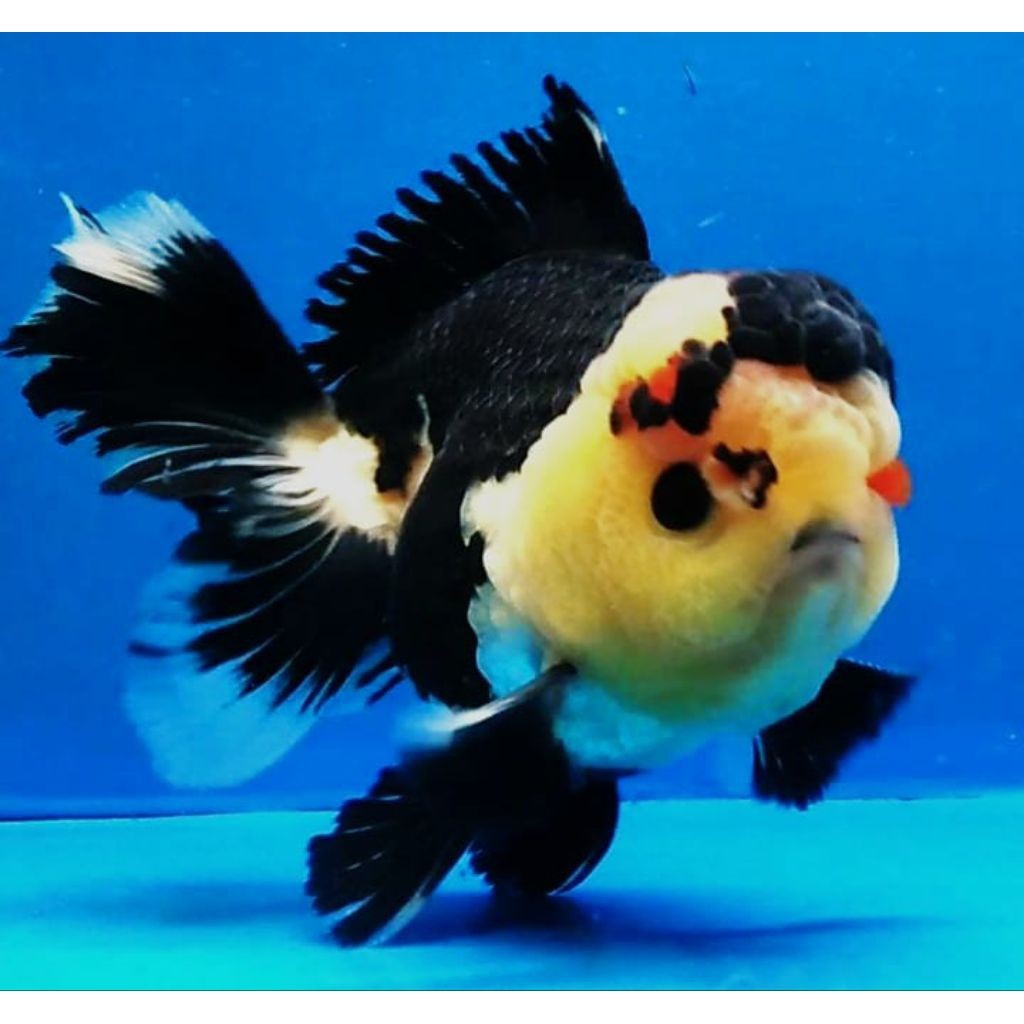 ikan hias maskoki oranda panda size 8-9 cm bagong