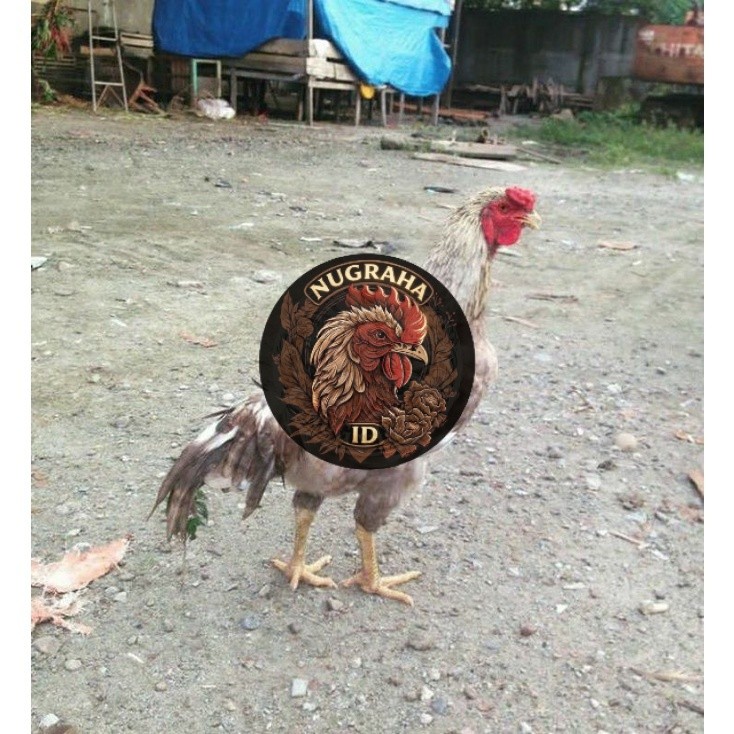 TELUR TETAS AYAM GORILA GEN JALI NUGRAHA ID