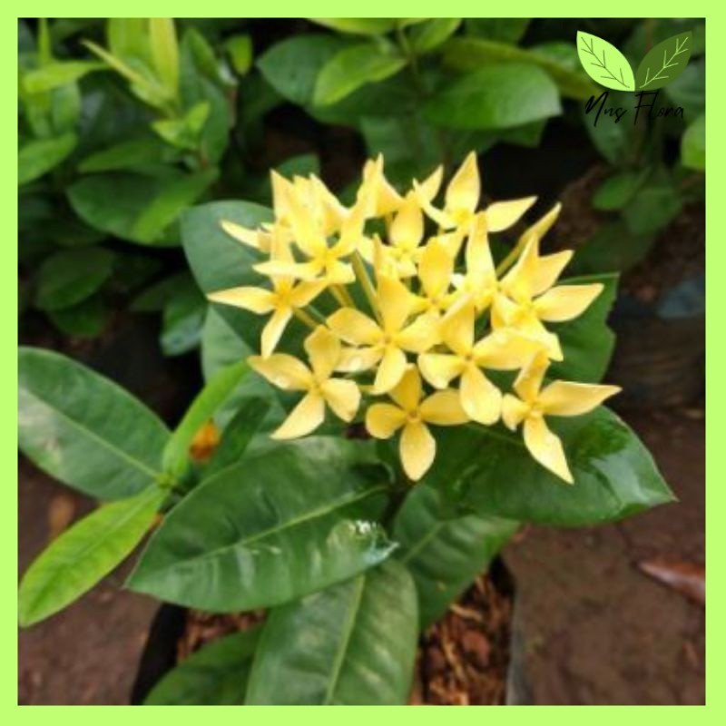 Tanaman Hias Asoka Hawai Bunga Kuning - Asoka Hawaii - Asoka Jepang