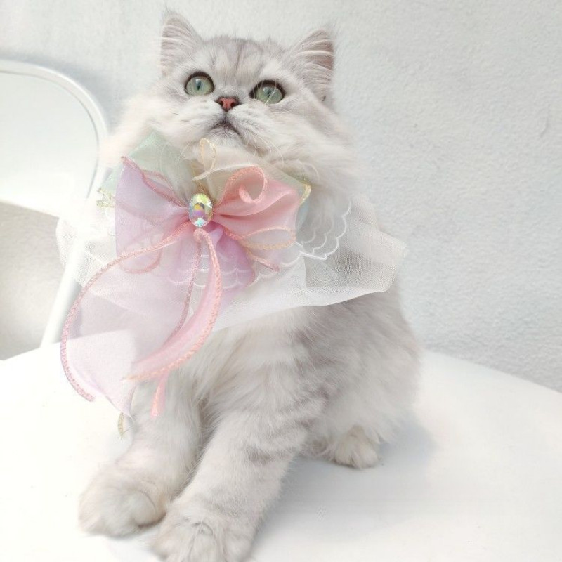 Celemek, syal, dasi, dan aksesori bergaya putri untuk kucing dan anjing.