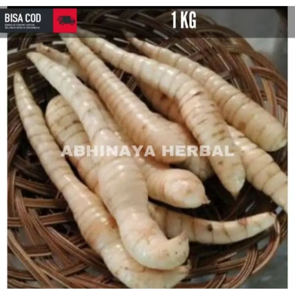 Umbi garut segar / umbi garut fresh 1kg