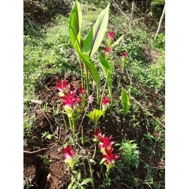 bibit kunyit putih/ temu putih  Raja.Bonggol