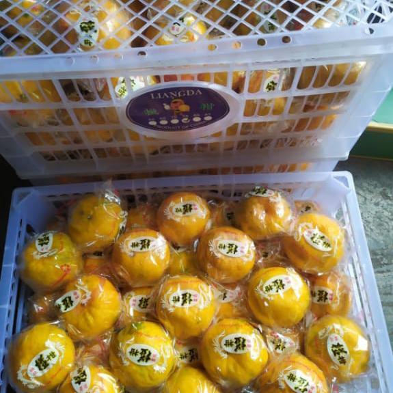 Jeruk ponkan premium | jeruk ponkam keranjang