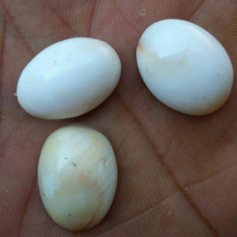 BATU CINCIN KEONG BUNTET HARGA KODIAN / 20 PCS BISA JALAN DI AIR CUKA